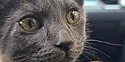 Khaos joined the competition — help win amazing prizes! kitten, gray_cat, close_up, whiskers, fur, curious, indoor, car_interior, dashboard, seat, pet, animal, young_cat, eyes, snack_bag, blurred_background, soft_light, cute, feline, portrait
