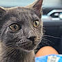 kitten, gray_cat, close_up, whiskers, fur, curious, indoor, car_interior, dashboard, seat, pet, animal, young_cat, eyes, snack_bag, blurred_background, soft_light, cute, feline, portrait