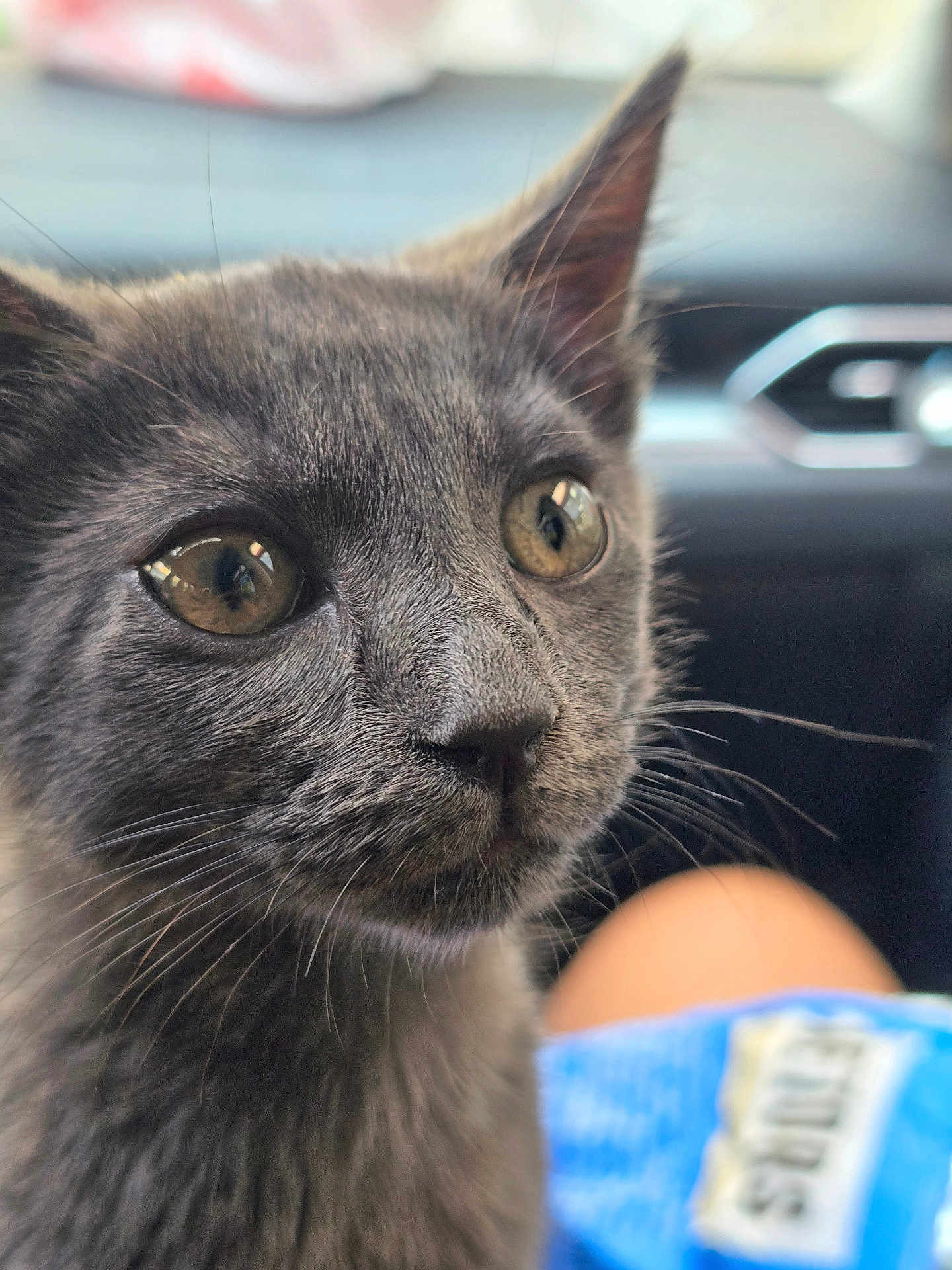 Khaos joined the competition — help win amazing prizes! kitten, gray_cat, close_up, whiskers, fur, curious, indoor, car_interior, dashboard, seat, pet, animal, young_cat, eyes, snack_bag, blurred_background, soft_light, cute, feline, portrait
