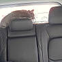 Khaos is registered to the contest to win money with this photo: cat, car_interior, headrest, leather_seat, black_seat, backseat, sunlight, window, seatbelt, bag, pet, resting, feline, comfortable, vehicle, transport, cozy, relaxed, animal, daytime