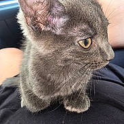 Khaos joined the competition — help win amazing prizes! cat, kitten, gray_fur, whiskers, yellow_eye, close_up, pet, animal, fur, indoor, person, lap, curious, side_view, soft_texture, domestic_animal, cute, young_cat, mammal, feline