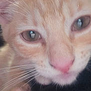 Kush joined the competition — help win amazing prizes! cat, kitten, orange_tabby, close_up, whiskers, fur, nose, eyes, pet, animal, cute, curious, indoor, face, muzzle, small_paw, soft_texture, young_cat, feline, domestic_cat