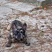 Gucci is registered to the contest to win money with this photo: french_bulldog, dog, brindle, lying_down, outdoor, sand, pine_needles, brick_step, pet, animal, ears, face, curious, close_up, ground, nature, daylight, canine, resting, cute