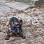 french_bulldog, dog, brindle, lying_down, outdoor, sand, pine_needles, brick_step, pet, animal, ears, face, curious, close_up, ground, nature, daylight, canine, resting, cute