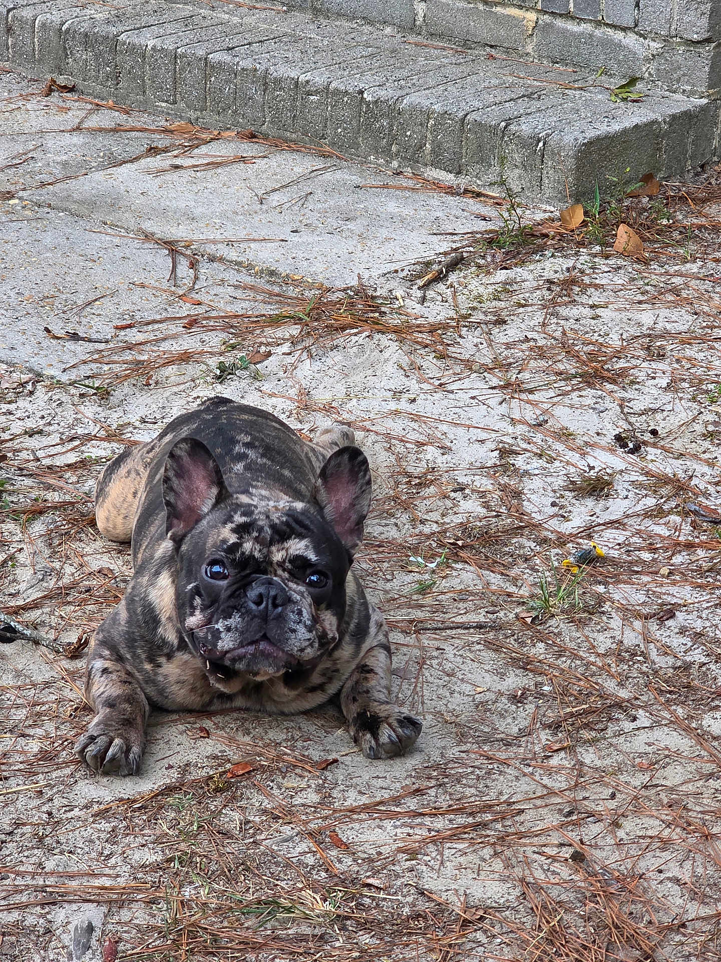 Gucci is registered to the contest to win money with this photo: french_bulldog, dog, brindle, lying_down, outdoor, sand, pine_needles, brick_step, pet, animal, ears, face, curious, close_up, ground, nature, daylight, canine, resting, cute