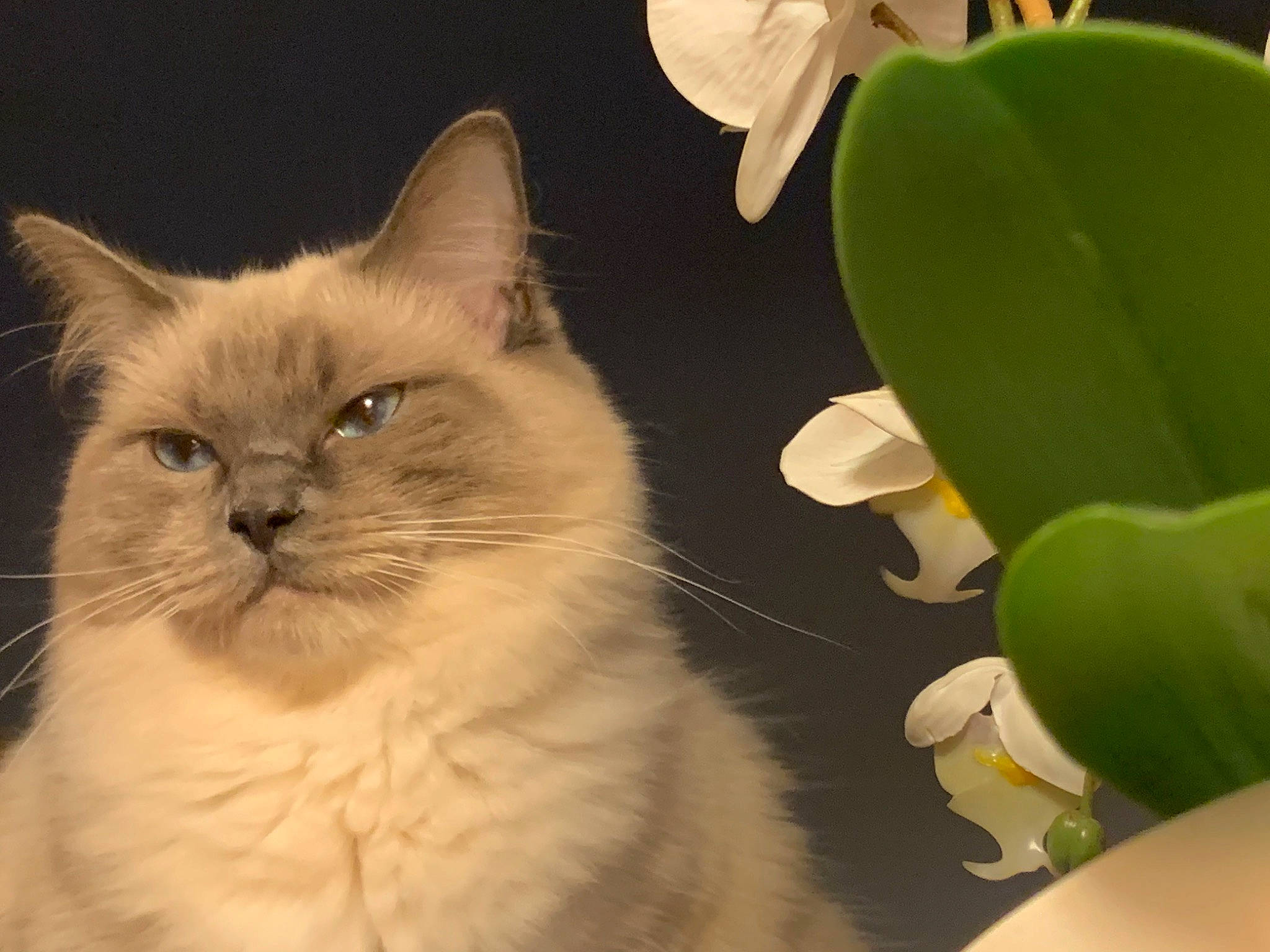 Alaska joined the competition — help win amazing prizes! carnivore, cat, claw, fawn, felidae, flowering_plant, fur, houseplant, paw, petal, plant, plant_stem, ragdoll, small_to_medium_sized_cats, snout, tail, terrestrial_animal, terrestrial_plant, whiskers