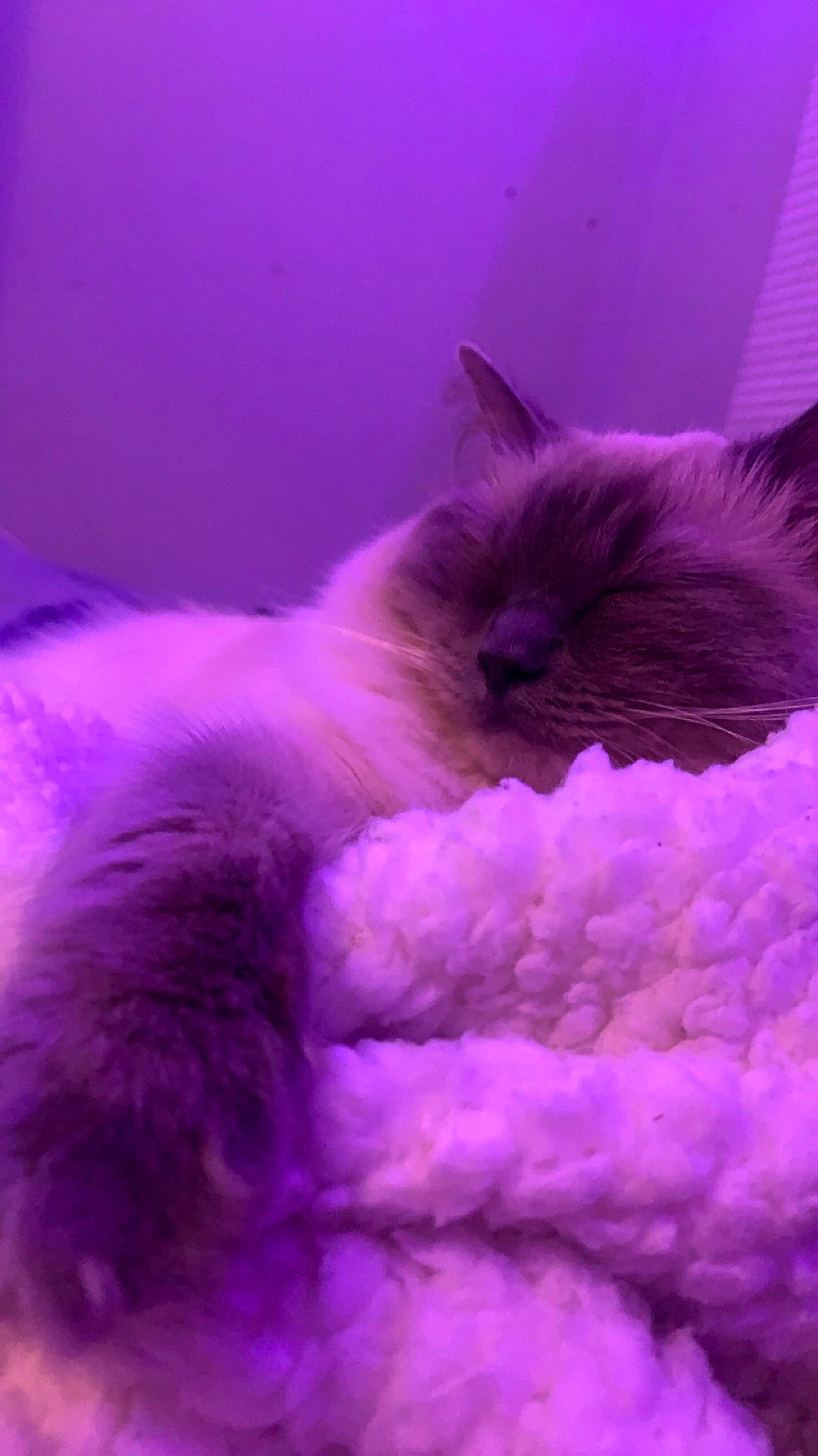 Alaska joined the competition — help win amazing prizes! carnivore, cat, cat_bed, cat_supply, claw, comfort, darkness, electric_blue, felidae, fur, magenta, nap, paw, pink, purple, sleep, small_to_medium_sized_cats, tail, violet, whiskers