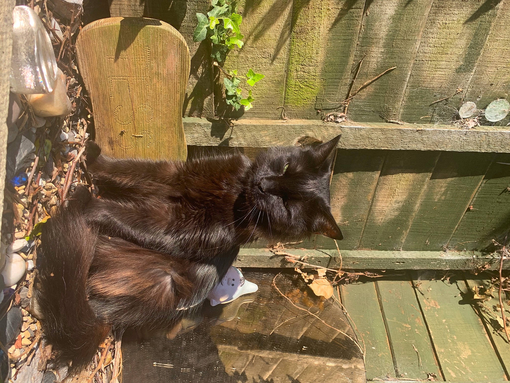 Margo joined the competition — help win amazing prizes! black_cat, carnivore, cat, dog_breed, domestic_short_haired_cat, fawn, felidae, fur, liver, plant, sculpture, small_to_medium_sized_cats, snout, tail, terrestrial_animal, tree, trunk, whiskers, window, wood