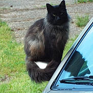 Junior joined the competition — help win amazing prizes! cat, black_cat, fluffy, longhaired, feline, animal, pet, sitting, outdoor, grass, lawn, car, blue_car, vehicle, windshield, reflection, eyes, ears, fur, portrait