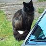 cat, black_cat, fluffy, longhaired, feline, animal, pet, sitting, outdoor, grass, lawn, car, blue_car, vehicle, windshield, reflection, eyes, ears, fur, portrait
