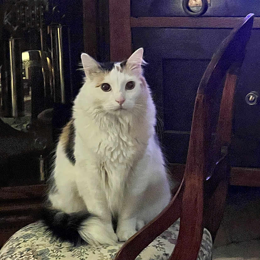 Callie joined the competition — help win amazing prizes! abyssinian, angora, animal, architecture, armchair, building, cat, chair, couch, drawer, furniture, hardwood, indoors, kitten, livingroom, manx, pet, plywood, room, wood
