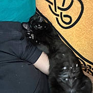 Madness participe au concours pour gagner de l'argent avec cette photo : animal, belly_up, black_cat, black_pattern, blanket, blurred, cat, close_up, comfort, cozy, feline, fur, human_arm, indoor, lying_down, paw, pet, relaxed, resting, yellow_blanket