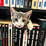 Madness a rejoint le concours — aidez-le/la à gagner de superbes lots ! animal, books, bookshelf, cat, close_up, curious, cute, ears, face, gray_and_white_cat, indoor, kitten, literature, nose, pet, pocket_books, reading, shelf, stephen_king, whiskers