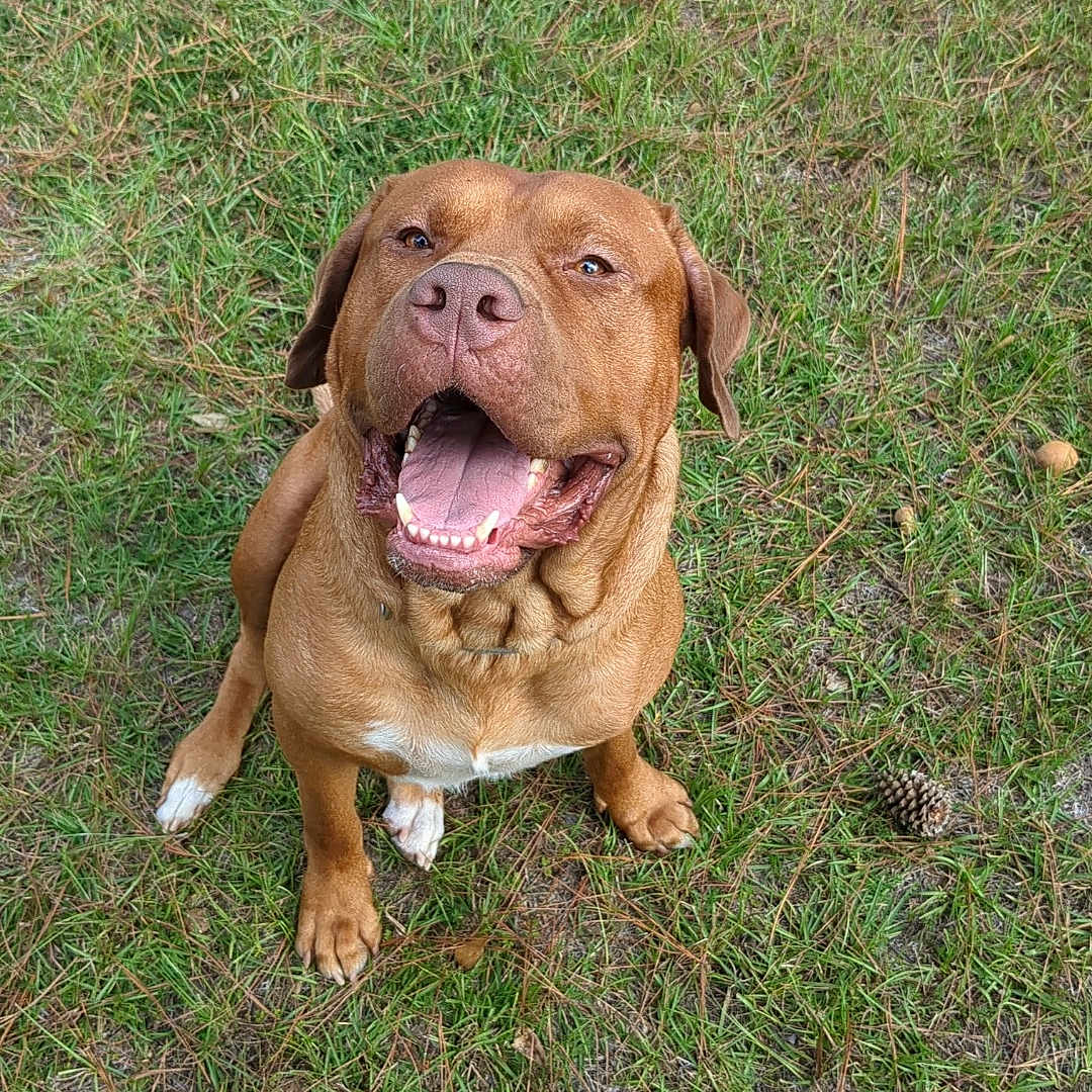 Kane is registered to the contest to win money with this photo: animal, bodypart, boxer, bulldog, canine, dog, field, frenchbulldog, grass, grassland, hound, labradorretriever, lawn, mouth, nature, outdoors, pet, pitbull, plant, puppy
