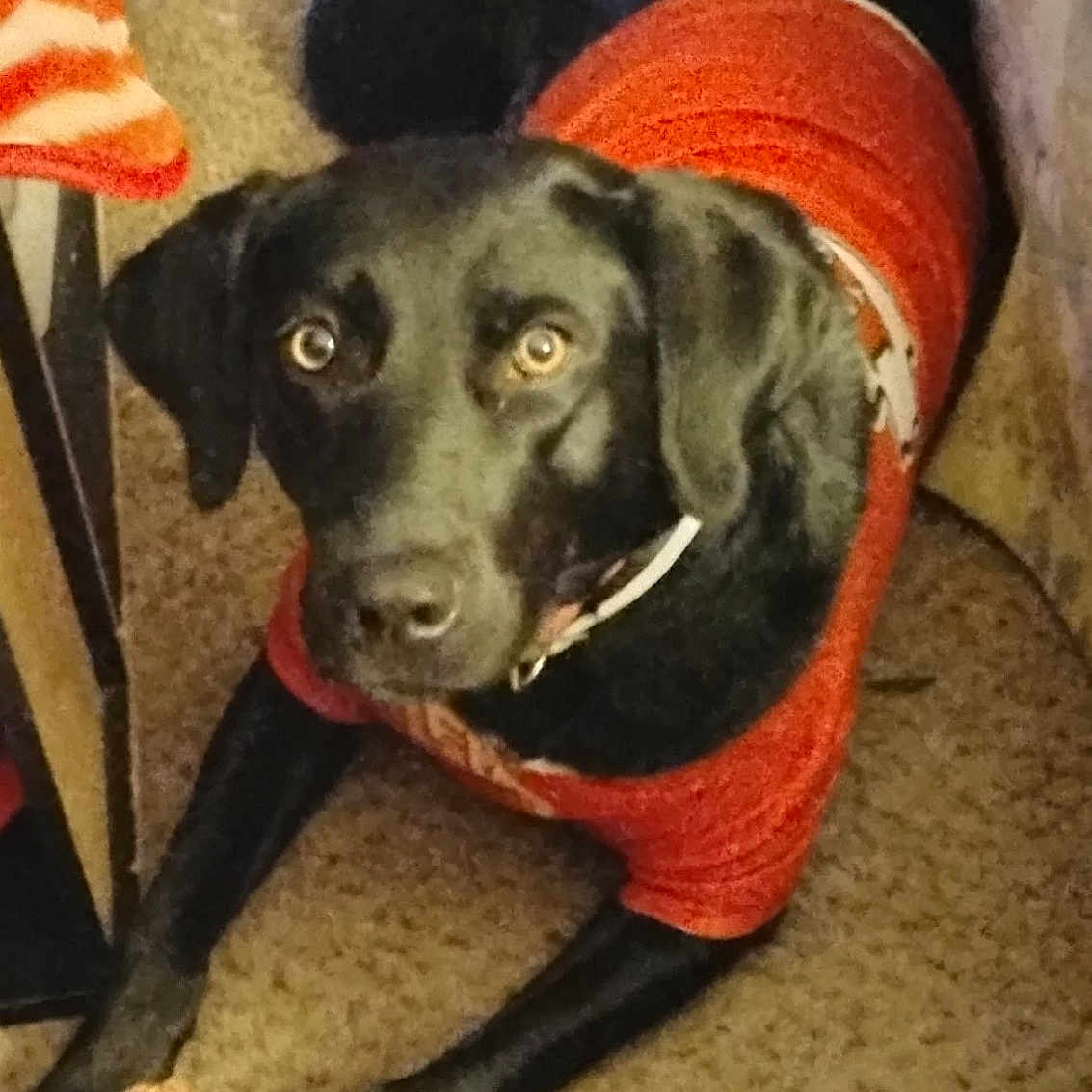 Alicia joined the competition — help win amazing prizes! animal, black_dog, bone, canine, carpet, collar, dog, domestic_animal, ears, floor, fur, home, indoor, looking_at_camera, lying_down, paws, pet, red_sweater, tail, treat