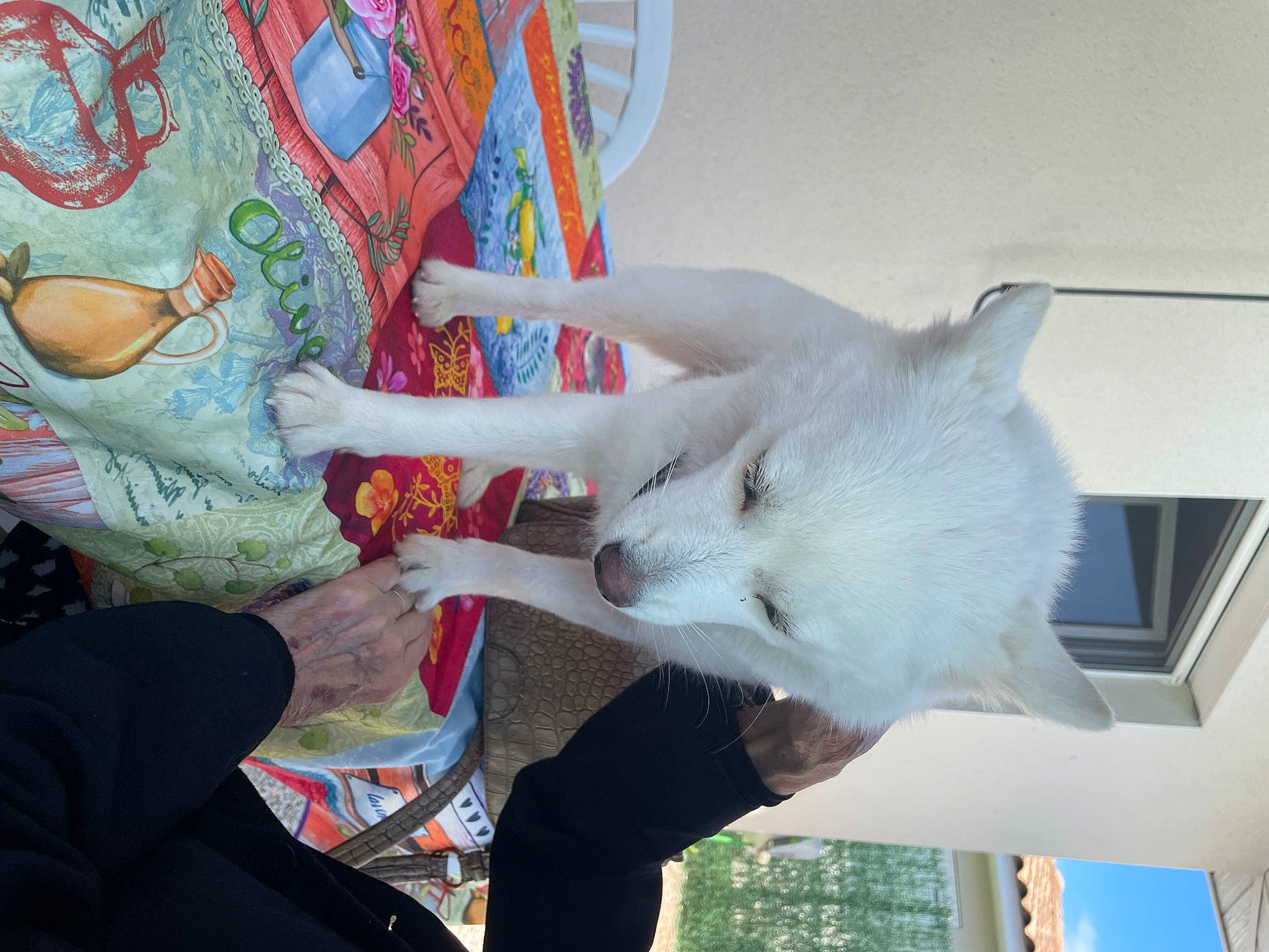 Tia a rejoint le concours — aidez-le/la à gagner de superbes lots ! art, carnivore, companion_dog, dog, dog_breed, domestic_short_haired_cat, felidae, fur, linens, pattern, samoyed, small_to_medium_sized_cats, tail, visual_arts, whiskers