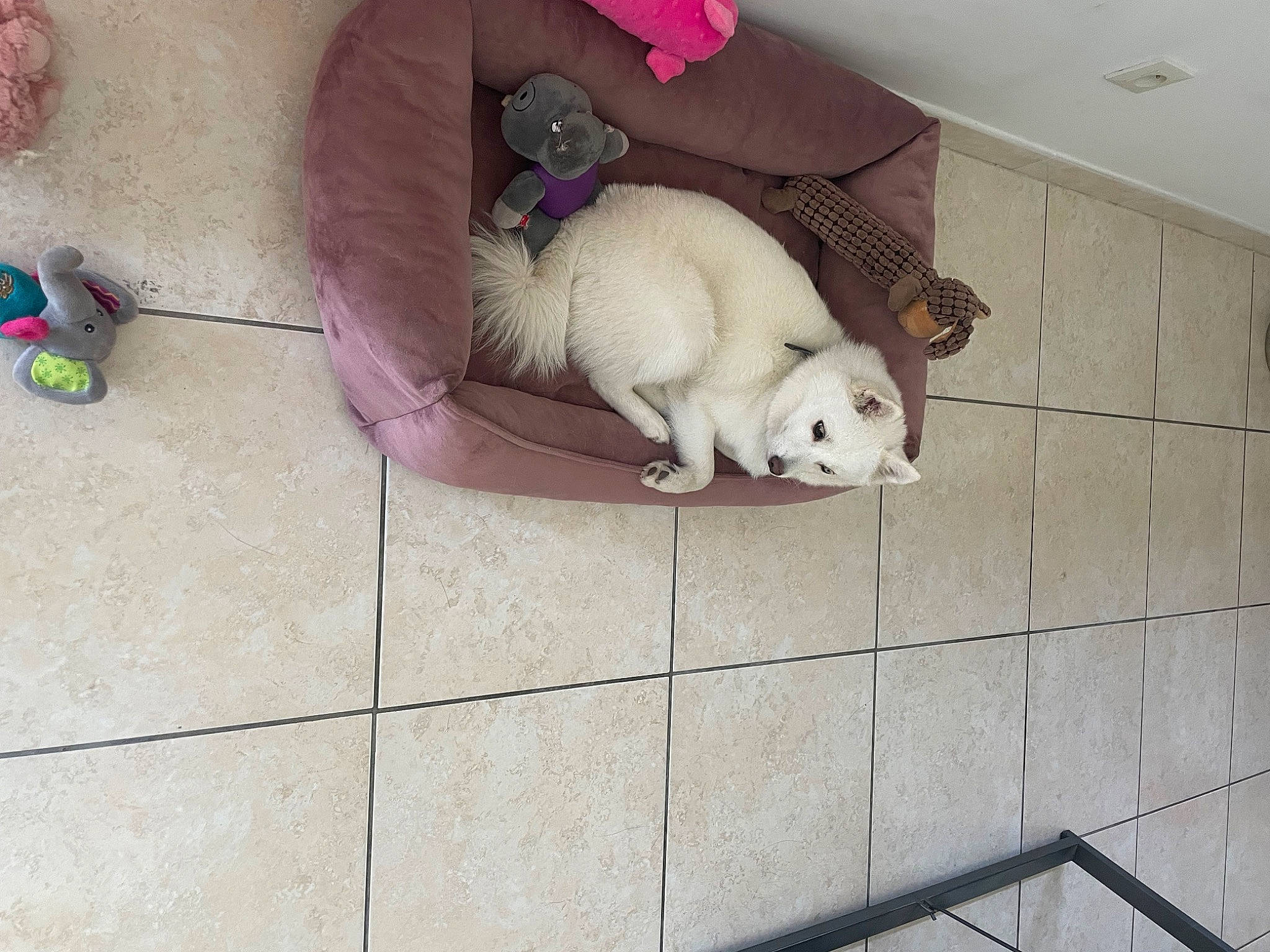 Tia participe au concours pour gagner de l'argent avec cette photo : carnivore, comfort, companion_dog, dog, dog_breed, dog_supply, fawn, felidae, ferret, floor, flooring, fur, paw, pet_supply, small_to_medium_sized_cats, snout, tail, toy_dog, whiskers, working_animal