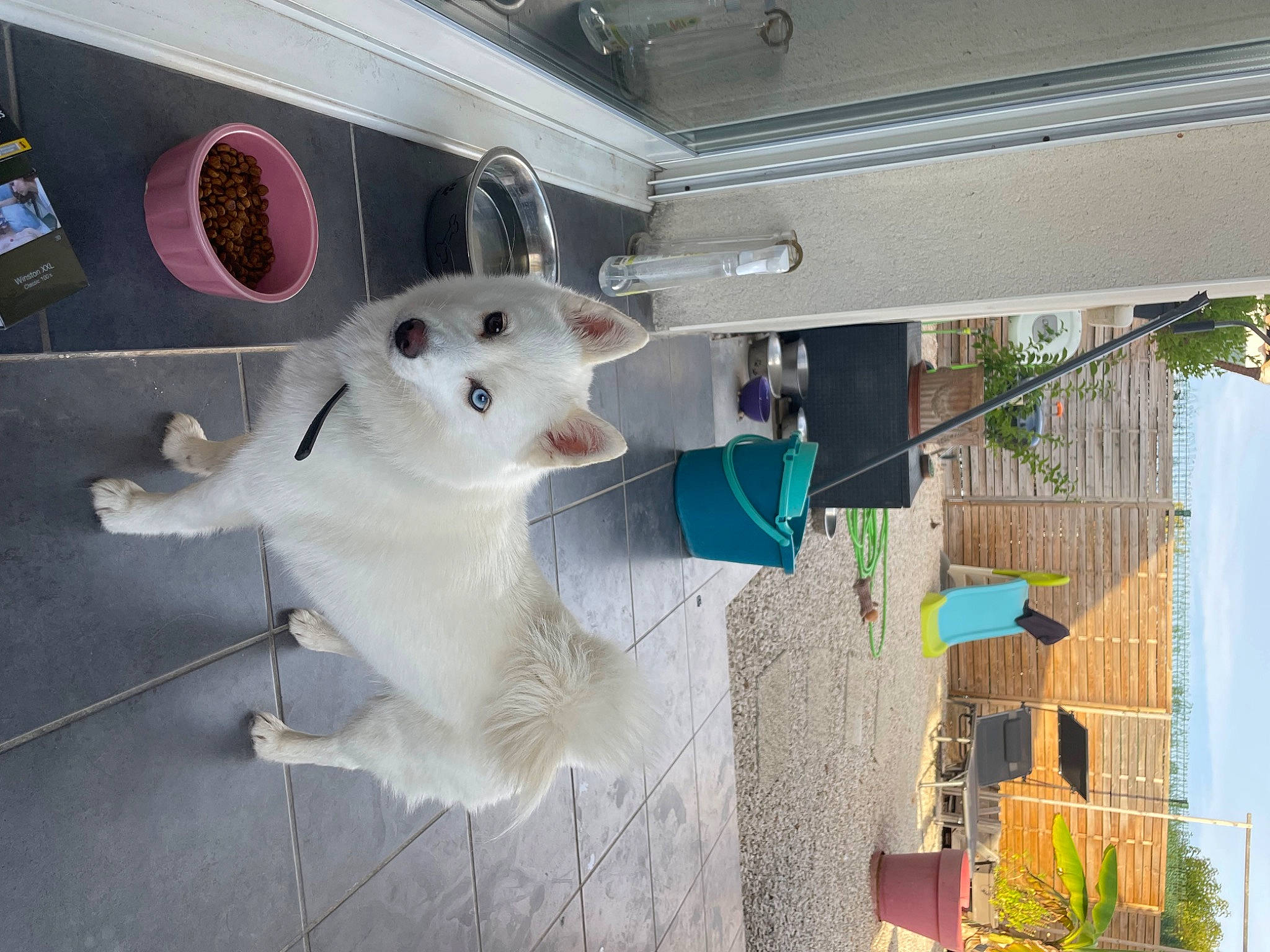 Tia participe au concours pour gagner de l'argent avec cette photo : building, plant, room, small_to_medium_sized_cats, stuffed_toy, teddy_bear, toy, tree, whiskers, window