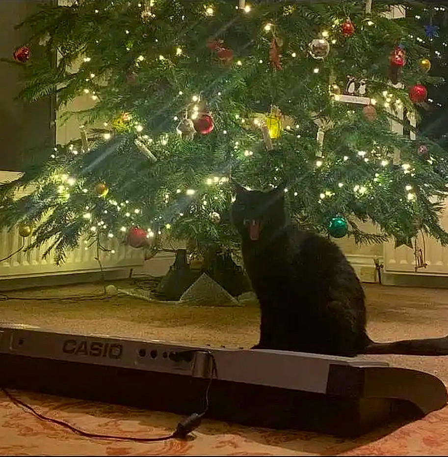 Denver is registered to the contest to win money with this photo: carnivore, cat, christmas, christmas_decoration, christmas_ornament, christmas_tree, conifer, event, evergreen, felidae, holiday, midnight, nature, ornament, rectangle, room, tints_and_shades, tree, window, wood