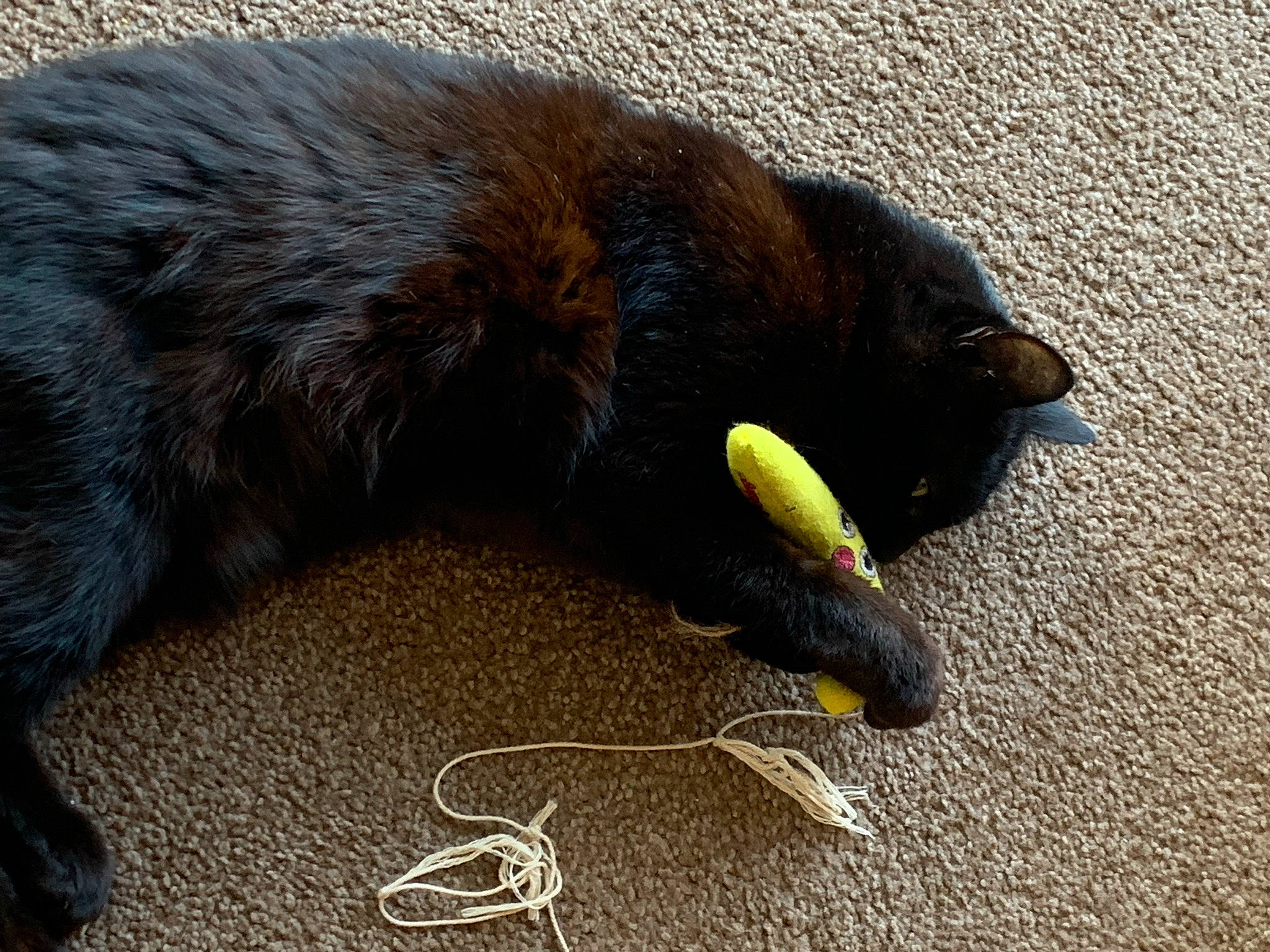 Denver joined the competition — help win amazing prizes! asphalt, black_cat, canidae, carnivore, cat, claw, comfort, dog_breed, domestic_short_haired_cat, felidae, flooring, fur, mammal, paw, small_to_medium_sized_cats, snout, sporting_group, tail, terrestrial_animal, whiskers