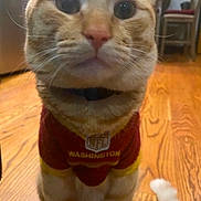 Valentino joined the competition — help win amazing prizes! cat, ginger_cat, pet, indoor, wooden_floor, clothing, jersey, red, yellow, sitting, close_up, domestic_animal, whiskers, tail, floor, feline, cute, animal, collar, household