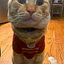cat, ginger_cat, pet, indoor, wooden_floor, clothing, jersey, red, yellow, sitting, close_up, domestic_animal, whiskers, tail, floor, feline, cute, animal, collar, household