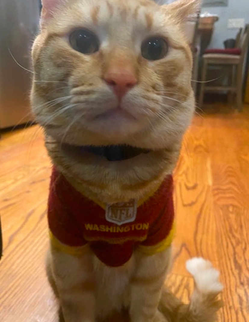 Valentino joined the competition — help win amazing prizes! cat, ginger_cat, pet, indoor, wooden_floor, clothing, jersey, red, yellow, sitting, close_up, domestic_animal, whiskers, tail, floor, feline, cute, animal, collar, household