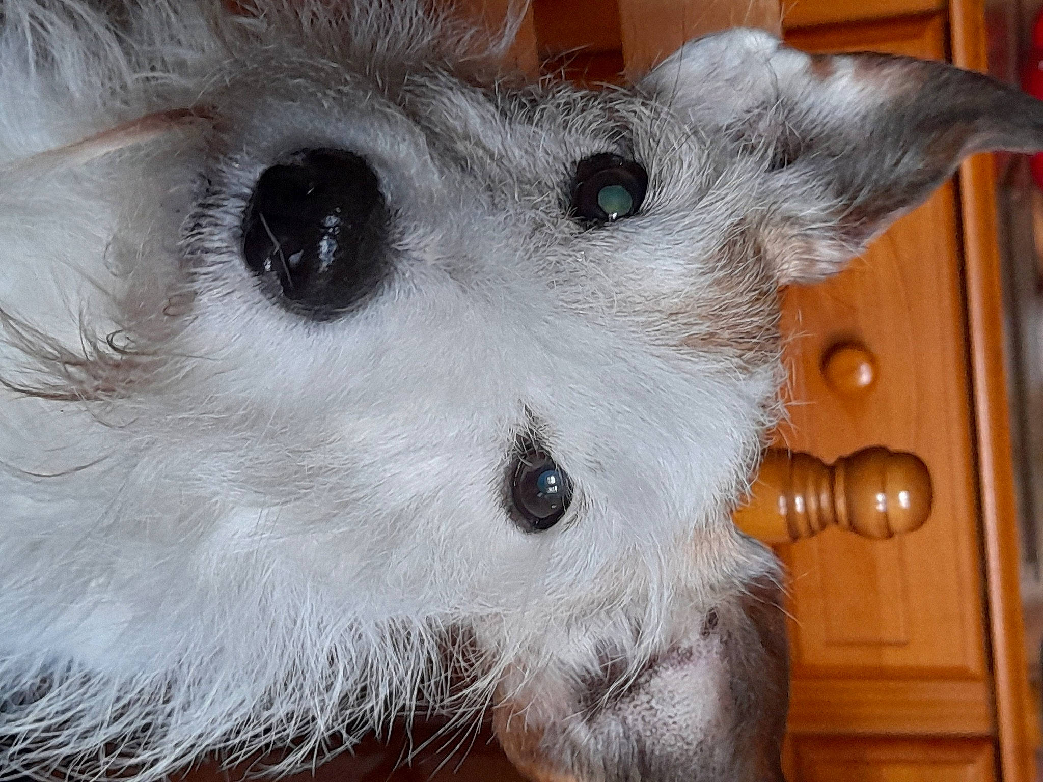 Flavie participe au concours pour gagner de l'argent avec cette photo : canidae, carnivore, companion_dog, couch, dog_breed, domestic_short_haired_cat, eyelash, felidae, fur, headgear, paw, plush, small_to_medium_sized_cats, snout, stuffed_toy, terrestrial_animal, toy, whiskers, wood