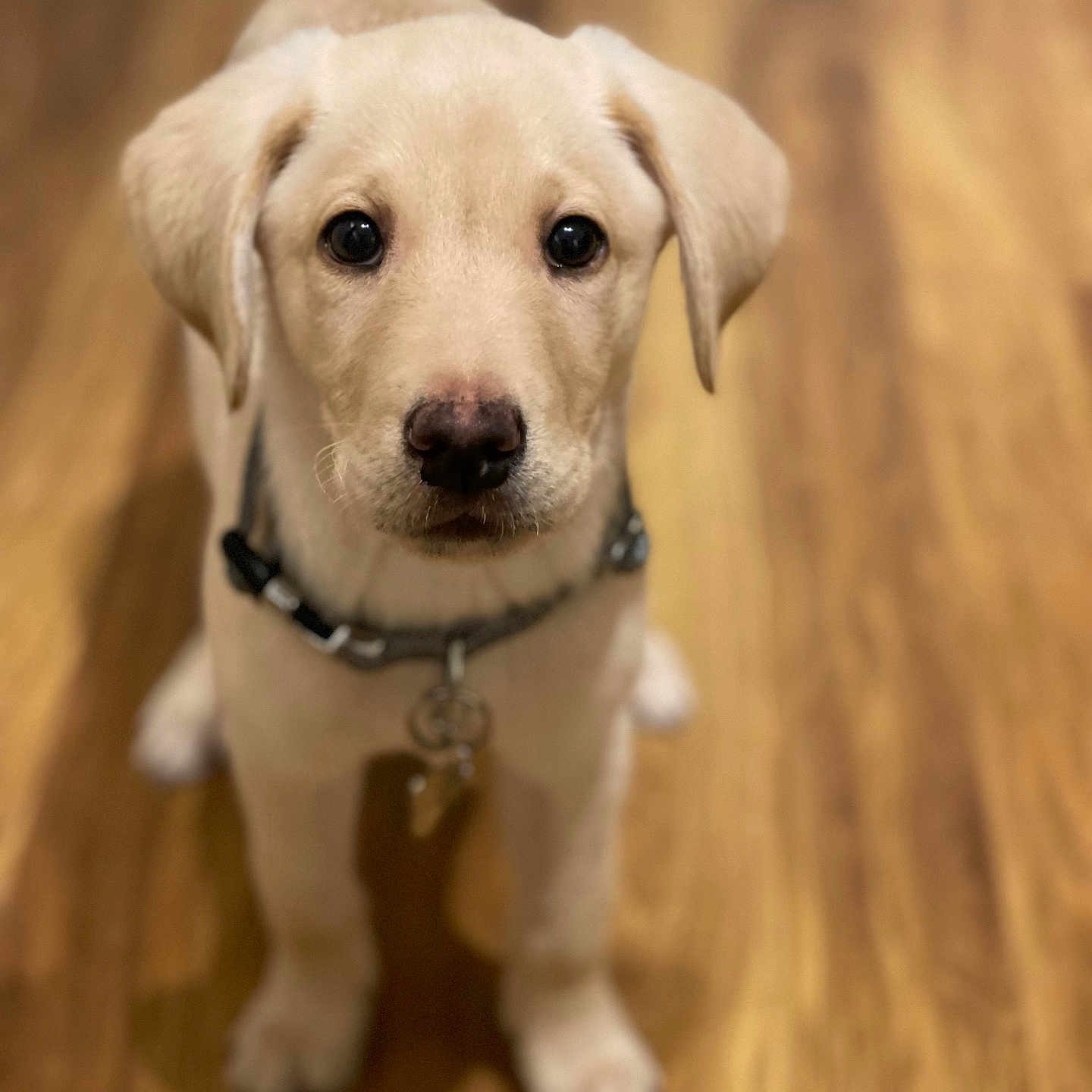 Archie is registered to the contest to win money with this photo: adorable, animal, brown, collar, cute, dog, domestic_animal, ears, eyes, floor, fur, indoor, labrador, looking_up, nose, pet, puppy, sitting, wooden_floor, young