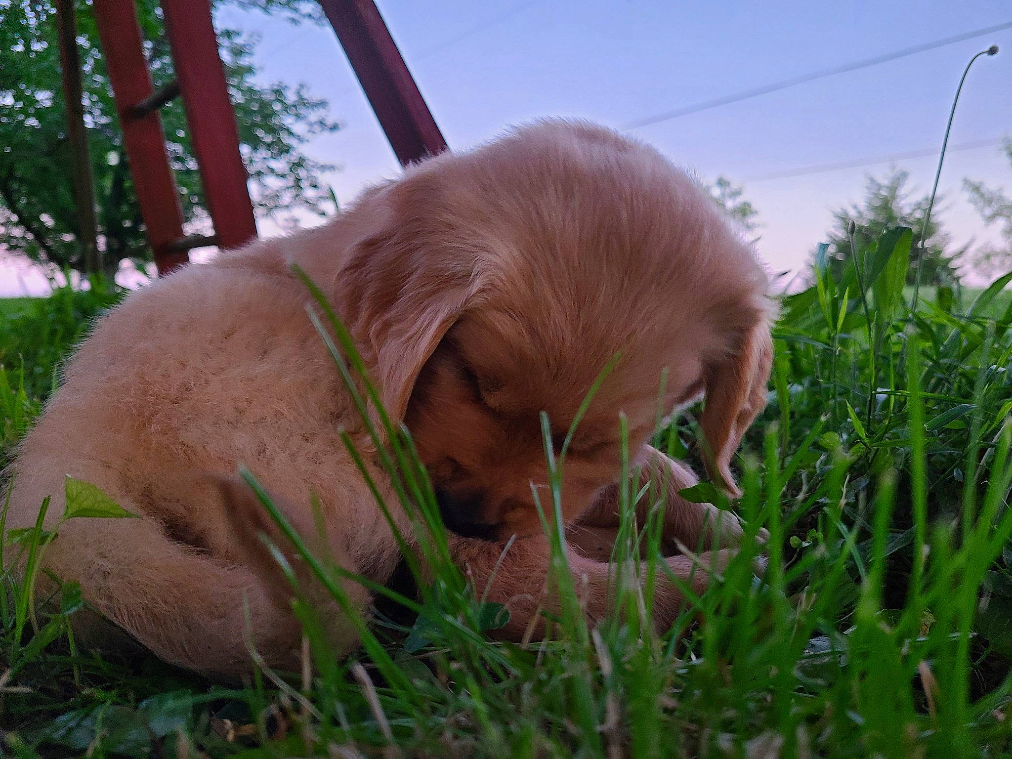 Tugg is registered to the contest to win money with this photo: canidae, carnivore, companion_dog, dog, dog_breed, ear, fawn, grass, liver, plant, retriever, sky, snout, sporting_group, tail, terrestrial_animal, tree, whiskers, working_animal, wrinkle