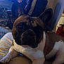 Jj The Frenchie joined the competition — help win amazing prizes! dog, french_bulldog, pet, indoor, living_room, couch, bed, animal, canine, resting, brown, white, ears, face, paw, comfort, cozy, home, furniture, curious