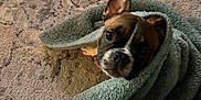 Jj The Frenchie is registered to the contest to win money with this photo: dog, blanket, cozy, indoor, pet, carpet, brown, white, ear, cute, fur, snuggled, animal, domestic, cute_pet, resting, portrait, wrapped, small_dog, curious
