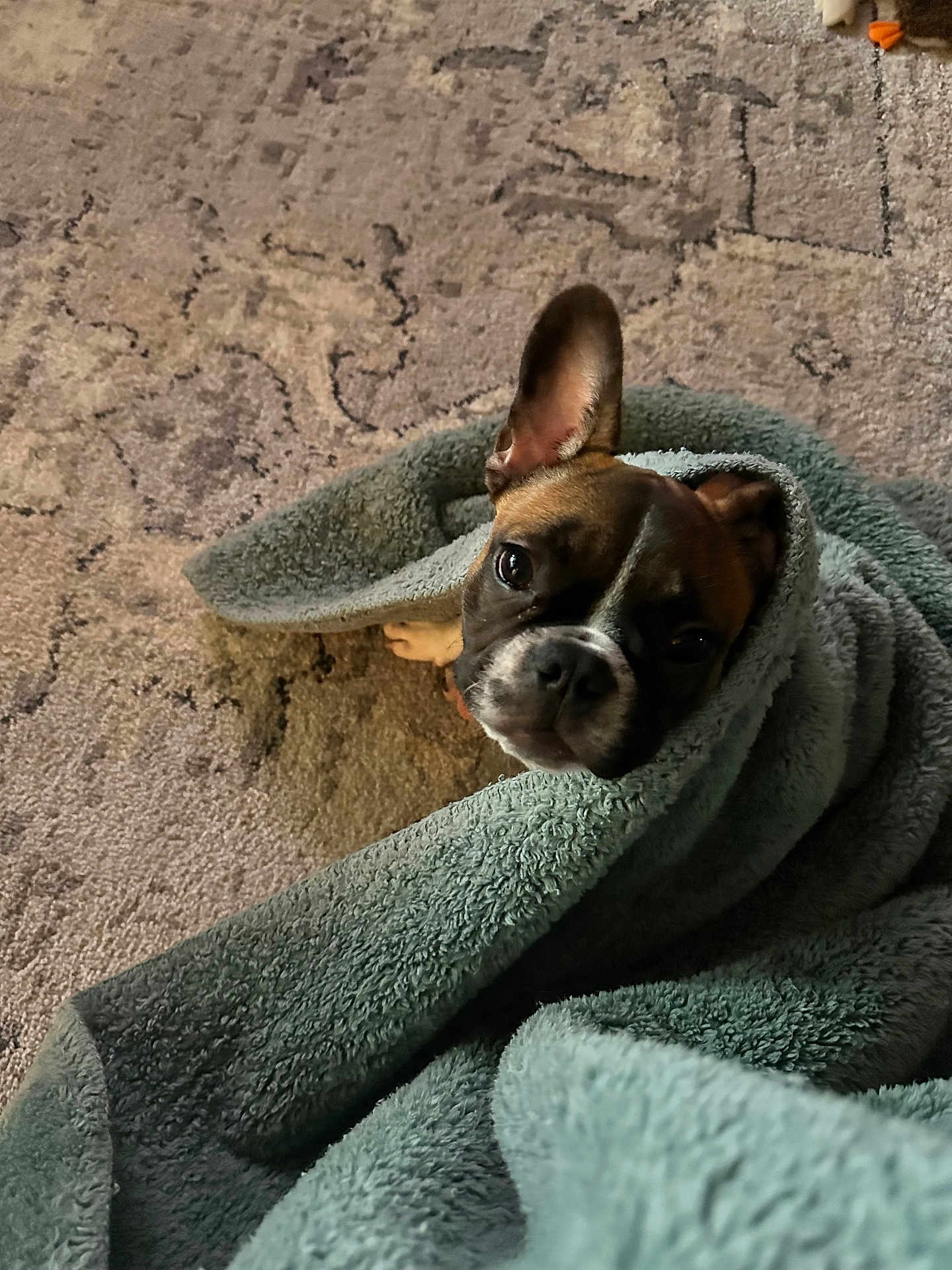Jj The Frenchie is registered to the contest to win money with this photo: dog, blanket, cozy, indoor, pet, carpet, brown, white, ear, cute, fur, snuggled, animal, domestic, cute_pet, resting, portrait, wrapped, small_dog, curious