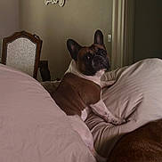 Jj The Frenchie is registered to the contest to win money with this photo: dog, french_bulldog, bed, bedding, indoor, chair, wall_decor, pet, brown, white, resting, looking, cozy, home, curious, animal, furniture, relaxing, household, comfortable