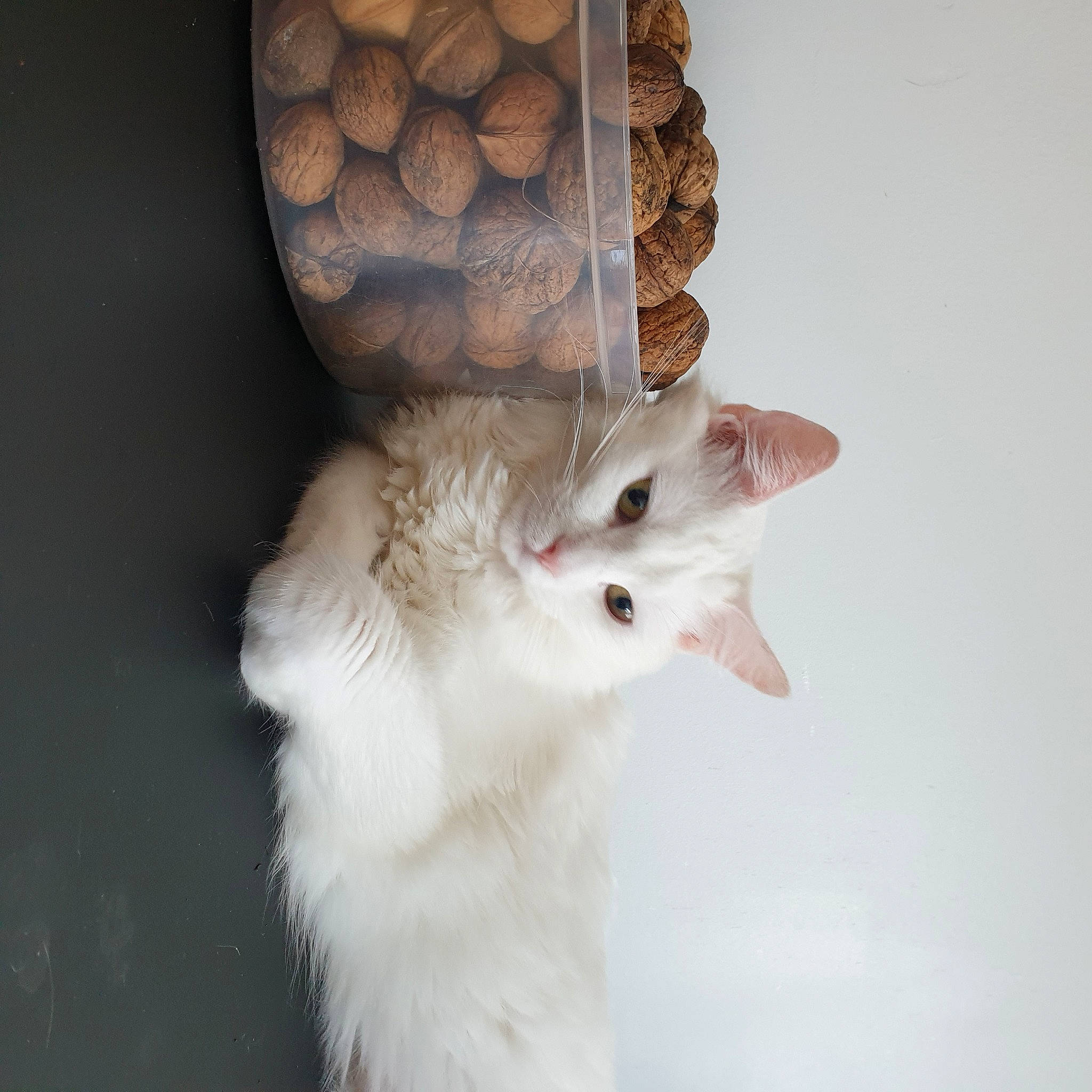 Bianca participe au concours pour gagner de l'argent avec cette photo : carnivore, cat, ear, fawn, felidae, fur, kitten, norwegian_forest_cat, ragdoll, small_to_medium_sized_cats, tail, turkish_angora, turkish_van, whiskers, white