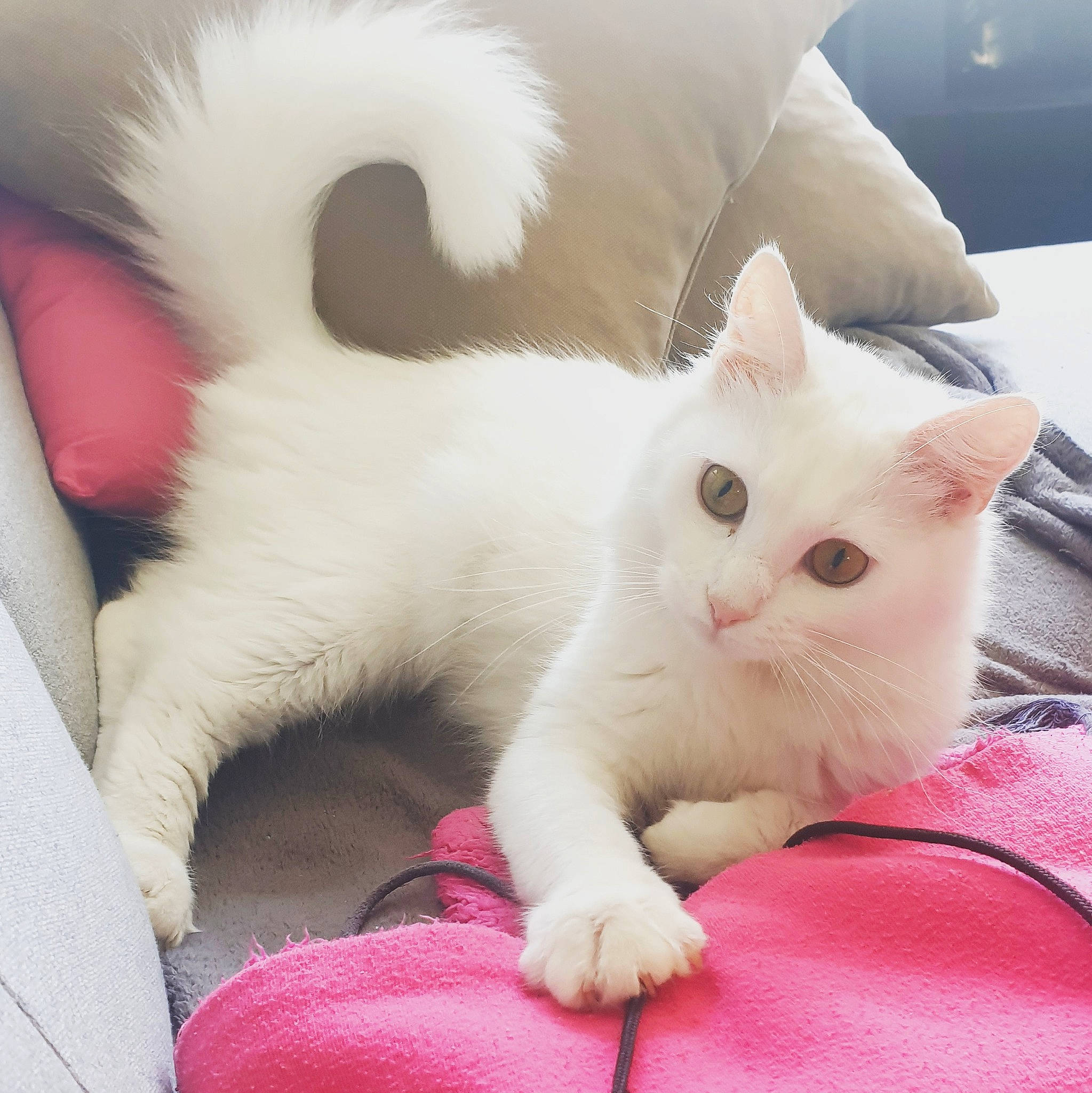 Bianca a rejoint le concours — aidez-le/la à gagner de superbes lots ! burmilla, carnivore, cat, eye, fawn, felidae, fur, khao_manee, kitten, mammal, nose, paw, ragdoll, skin, small_to_medium_sized_cats, tail, turkish_angora, turkish_van, vertebrate, whiskers