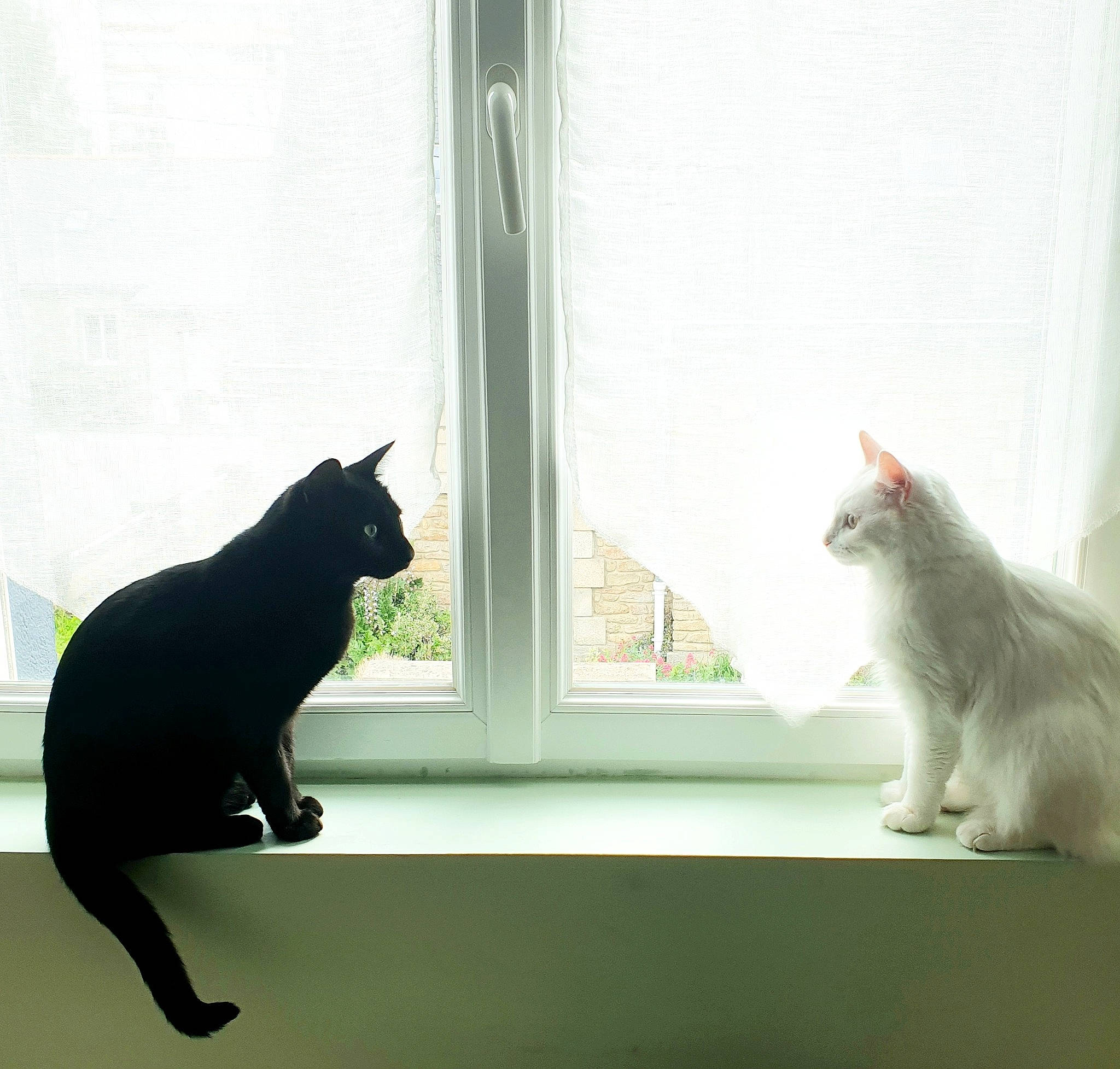 Bianca a rejoint le concours — aidez-le/la à gagner de superbes lots ! black_cat, carnivore, cat, curtain, domestic_short_haired_cat, felidae, interior_design, kitten, polydactyl_cat, room, small_to_medium_sized_cats, tail, turkish_angora, whiskers, white, window, window_treatment