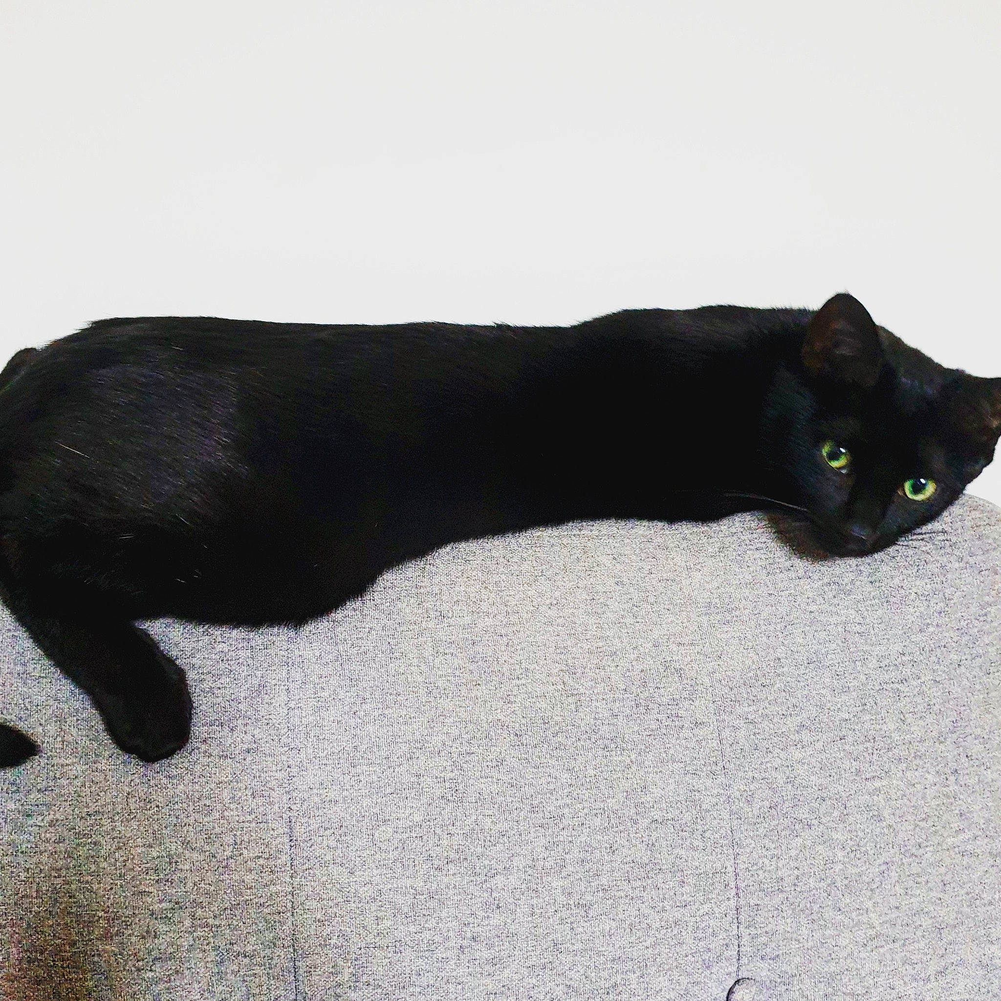 Angus a rejoint le concours — aidez-le/la à gagner de superbes lots ! black_cat, bombay, british_shorthair, carnivore, cat, felidae, small_to_medium_sized_cats, tail