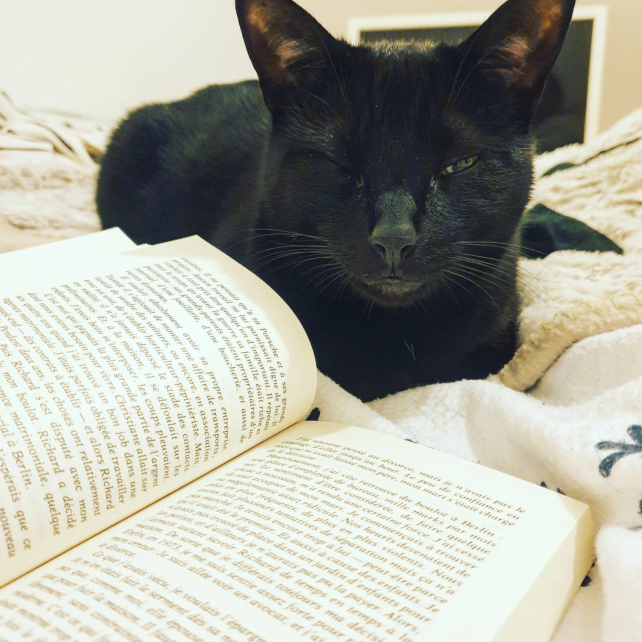 Angus participe au concours pour gagner de l'argent avec cette photo : asian, black_cat, bombay, burmese, carnivore, cat, domestic_short_haired_cat, felidae, korat, mammal, nap, small_to_medium_sized_cats, snout, whiskers