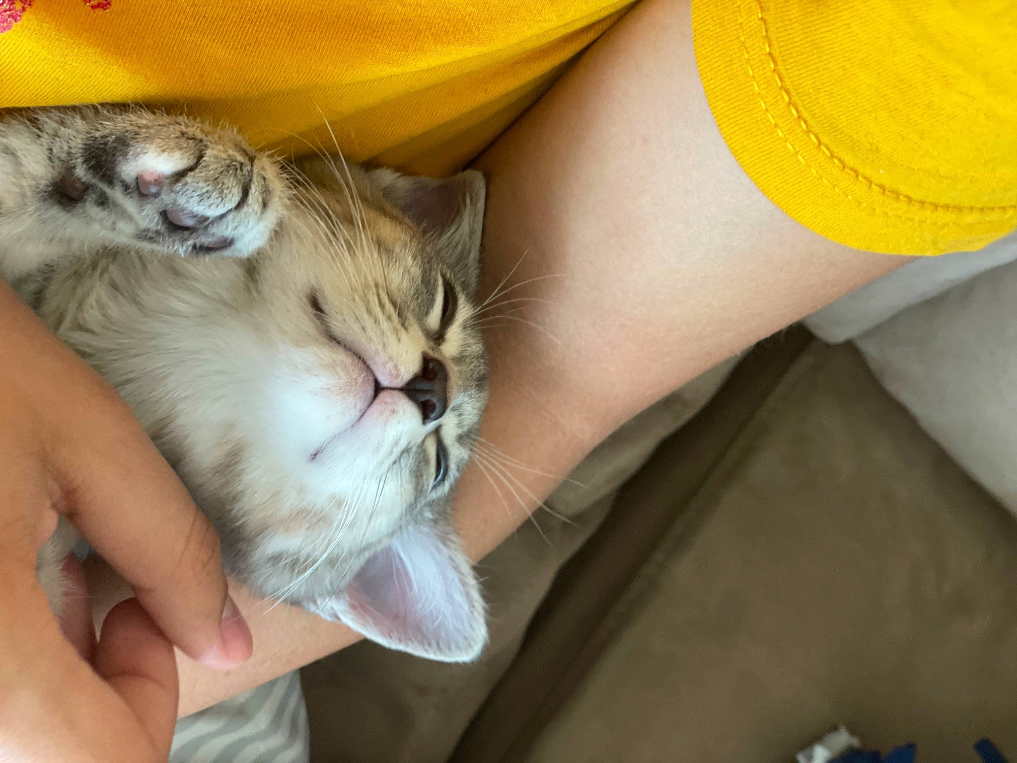 Cake is registered to the contest to win money with this photo: carnivore, cat, comfort, domestic_short_haired_cat, fawn, felidae, finger, foot, fur, gesture, grass, hand, human_leg, nail, paw, small_to_medium_sized_cats, snout, thigh, thumb, whiskers