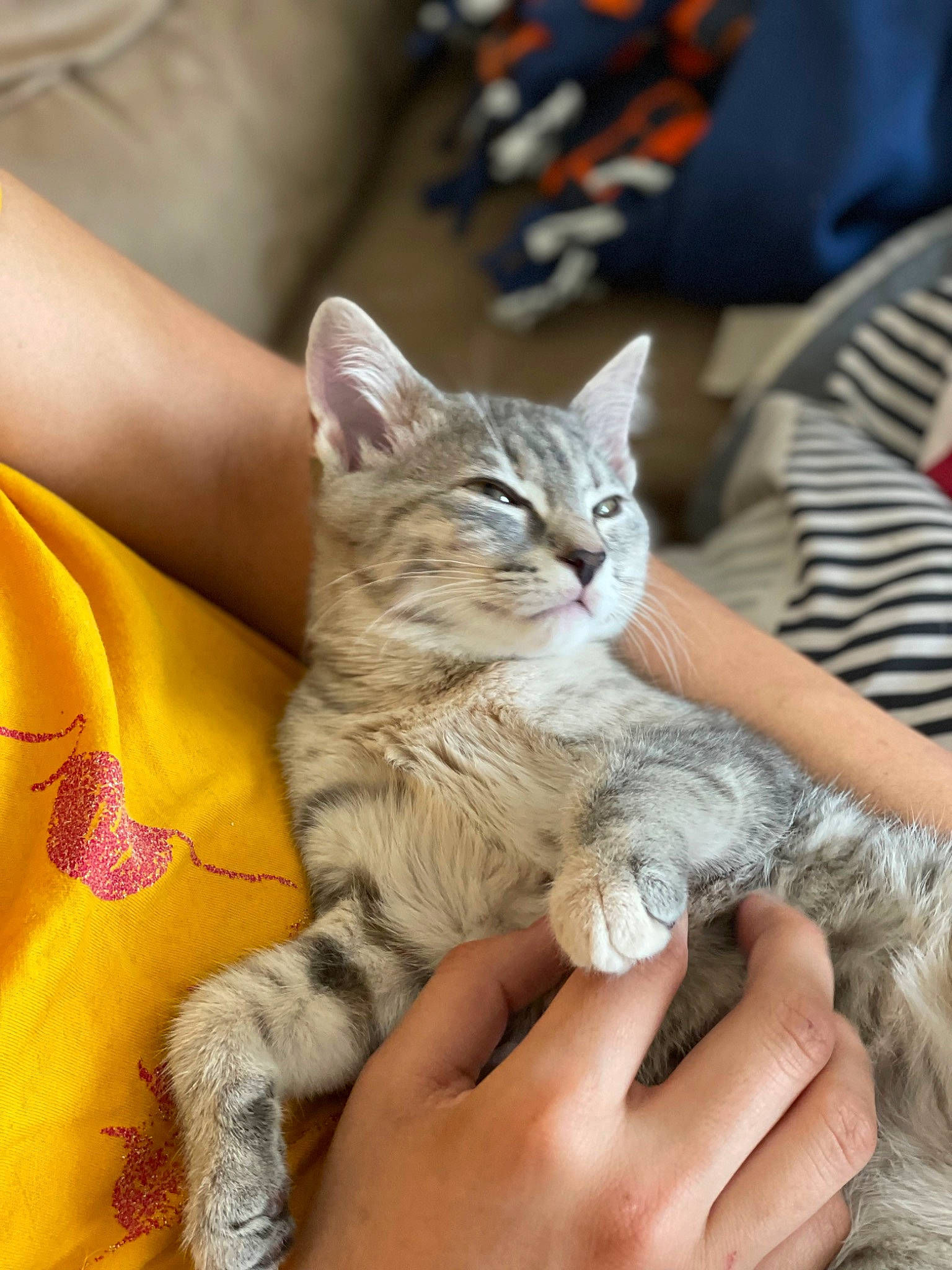 Cake joined the competition — help win amazing prizes! carnivore, cat, claw, comfort, domestic_short_haired_cat, felidae, finger, fur, gesture, grass, hand, military_camouflage, nail, paw, plant, sitting, skin, small_to_medium_sized_cats, whiskers, wildlife