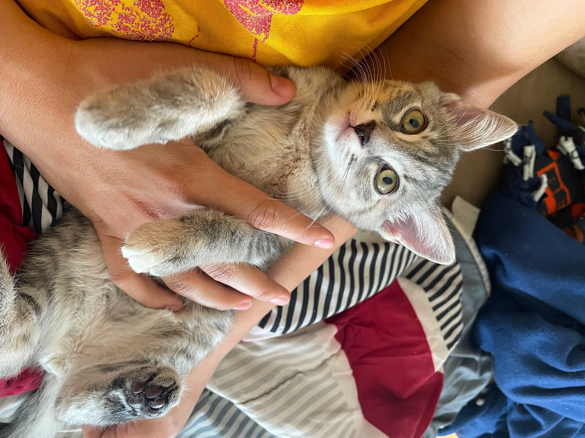 Cake joined the competition — help win amazing prizes! carnivore, cat, claw, comfort, domestic_short_haired_cat, ear, fawn, felidae, finger, fur, gesture, hand, lap, mammal, nail, paw, small_to_medium_sized_cats, vertebrate, whiskers