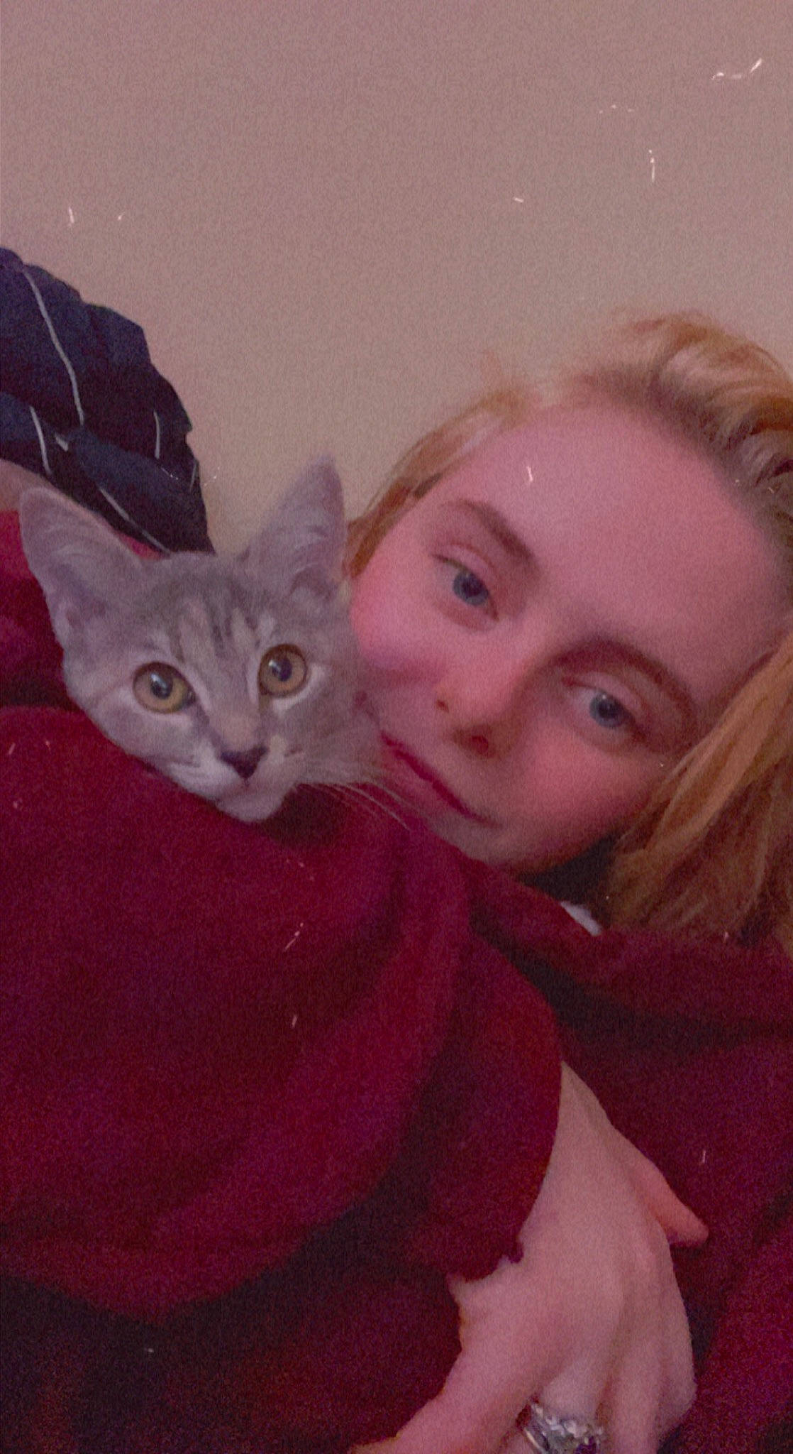 Cake joined the competition — help win amazing prizes! art, carnivore, cat, cheek, domestic_short_haired_cat, ear, eye, face, fawn, felidae, fur, happy, head, iris, magenta, nose, pink, small_to_medium_sized_cats, tail, whiskers