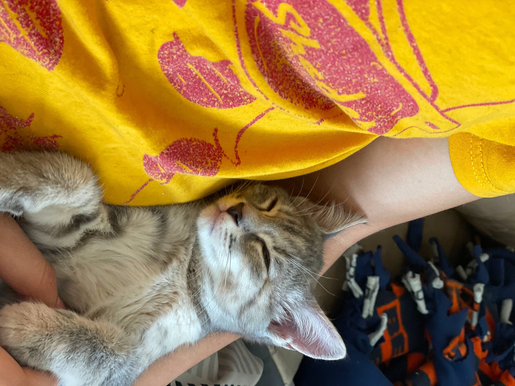 Cake joined the competition — help win amazing prizes! carnivore, cat, claw, comfort, dog_breed, domestic_short_haired_cat, fawn, felidae, fur, human_leg, lap, linens, pattern, paw, peach, petal, small_to_medium_sized_cats, tail, textile, whiskers