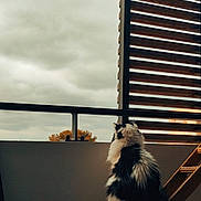 Moon a rejoint le concours — aidez-le/la à gagner de superbes lots ! animal, balcony, black_and_white, cat, cloudy_sky, contemplative, daylight, feline, fluffy, furniture, looking_out, outdoor_view, perch, pet, quiet, relaxation, sitting, urban, window, wooden_slats