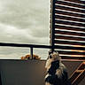 animal, balcony, black_and_white, cat, cloudy_sky, contemplative, daylight, feline, fluffy, furniture, looking_out, outdoor_view, perch, pet, quiet, relaxation, sitting, urban, window, wooden_slats