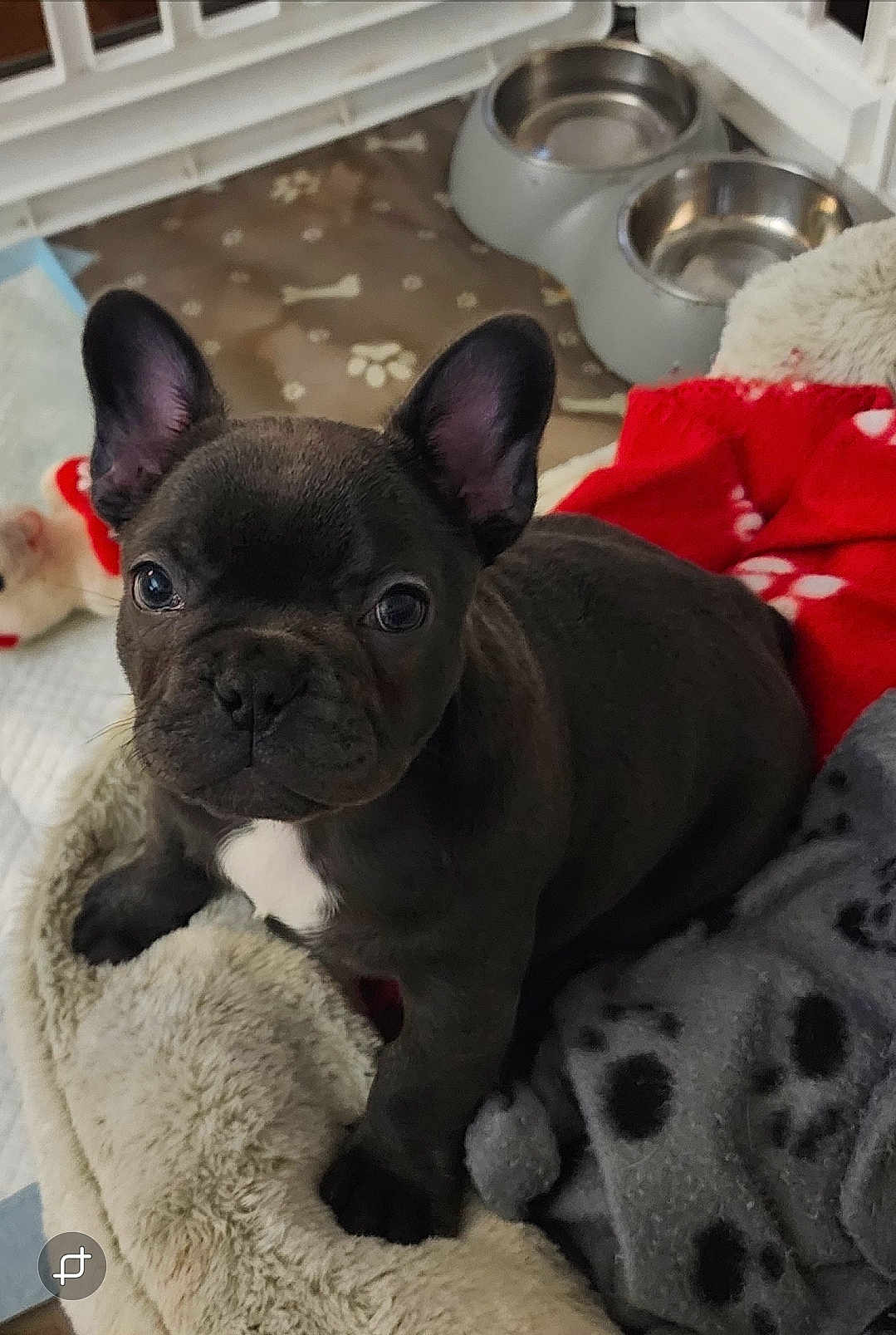 Starr joined the competition — help win amazing prizes! dog, puppy, french_bulldog, pet, animal, cute, indoor, bed, blanket, food_bowls, ears, paws, close_up, portrait, looking_at_camera, white_chest_mark, plush_toy, cozy, kennel, black_coat