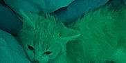 Pepé Le Pew is registered to the contest to win money with this photo: animal, blanket, cat, comfort, cozy, cute, domestic, feline, fur, indoor, kitten, mammal, pet, relaxing, resting, sleeping, snuggling, soft, warm, young
