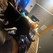 Pepé Le Pew joined the competition — help win amazing prizes! cat, black_cat, orange_cat, white_cat, pajama_pants, legs, blanket, indoor, living_room, string_lights, television, wall_hanging, wood_floor, cozy, relaxing, pet, animal, feline, resting, home