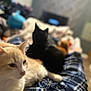 Pepé Le Pew is registered to the contest to win money with this photo: cat, cats, indoor, pet, animal, feline, lap, plaid, blanket, fur, cozy, relaxing, domestic, blurred, background, black_cat, cream_cat, resting, soft_focus, comfortable